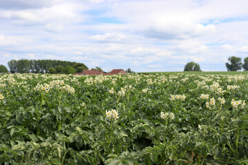 Fototapeta na wymiar Blühendes Kartoffelfeld im Pajottenland, Belgien