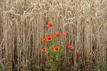 Mohnblumen im Weizenfeld im Pajottenland, Belgien