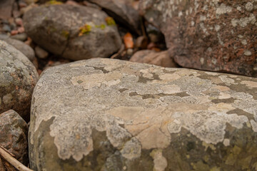Stones with lichens