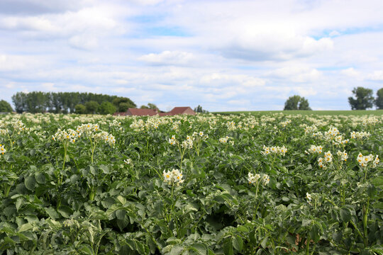 Blühendes Kartoffelfeld im Pajottenland, Belgien
