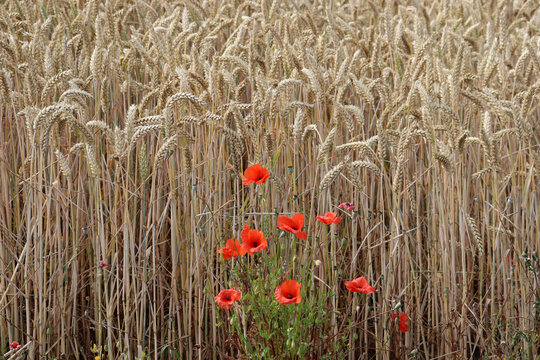 Mohnblumen im Weizenfeld im Pajottenland, Belgien