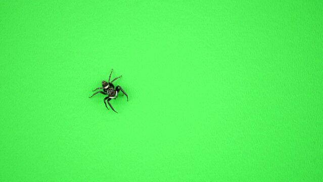 上から下へ歩くクモ