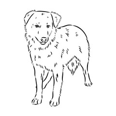 aidi dog, vector sketch outline pencil drawing artwork, black character on white background