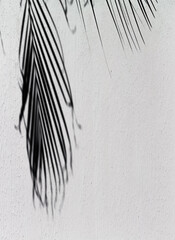 Ombre de palme sur mur blanc 