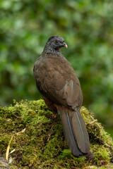 Andean Guan
(Penelope montagnii) perched on tree branch, back view, Manízales, Colombia - stock photo
