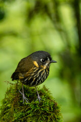 Crescent-faced Antpitta (Grallaricula lineifrons), Andean mountains, Manízales, Colombia - stock photo