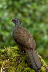 Andean Guan.(Penelope montagnii) perched on tree branch, back view - stock photo