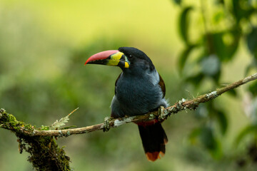 Gray-breasted Mountain-Toucan.(Andigena hypoglauca) perching on mossy branch, manizales, Colombia - stock photo