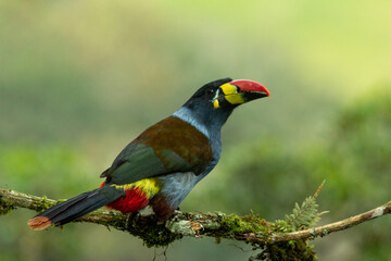 Gray-breasted Mountain-Toucan.(Andigena hypoglauca) perching on mossy branch, manizales, Colombia - stock photo