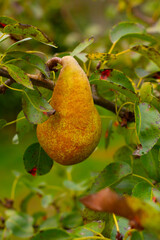 Gruszka na gałęzi | Pear on the branch - obrazy, fototapety, plakaty