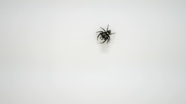 アダンソンハエトリ