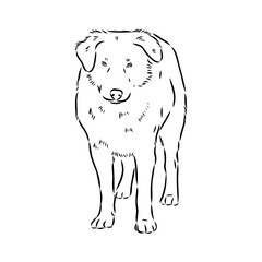 aidi dog, vector sketch outline pencil drawing artwork, black character on white background