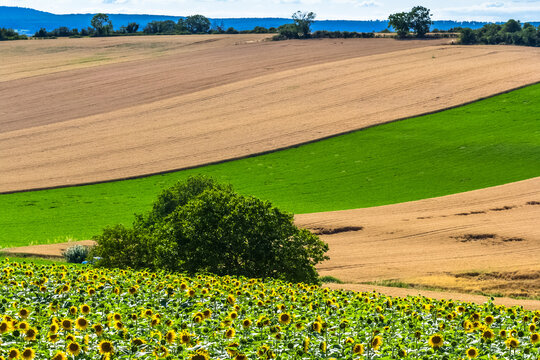 Cultures c&eacute;r&eacute;ali&egrave;res  dans le Bourbonnais autour de Charroux , Allier, France 