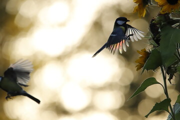 bird flying towards a sunflower