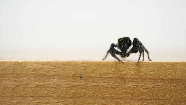 足を動かし最後に飛んでいくハエトリグモ