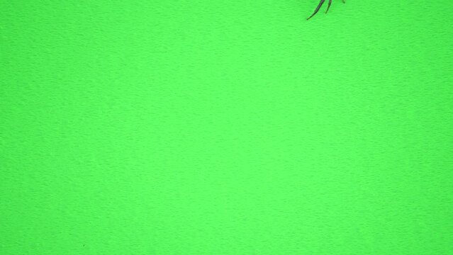 上から下へ通り抜ける蜘蛛