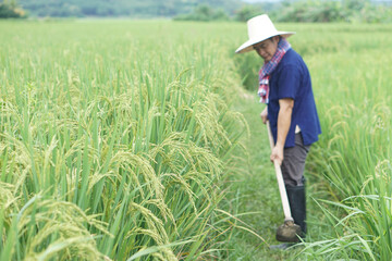Blurred image of Asian man farmer is working at paddy field, use a hoe to get rid of weeds. Concept, Organic farming. Don't use chemicals with agriculture crops, rice field.         