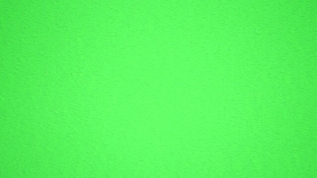 通過するハエトリグモ