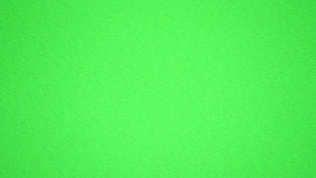 左へ走り抜けるアダンソンハエトリ