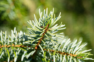Naklejka na ściany i meble A green pine tree needles macro photography