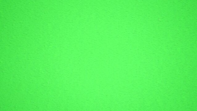 左上へはけるアダンソンハエトリ