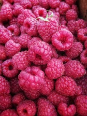 Raspberries on a dark background in the garden. Dense pink berries in the garden at night. Nature abstract background. Harvested berries. Beautiful dark pink texture of raspberries.