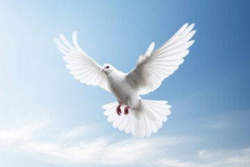 White Pigeon, White dove in the sky Background.