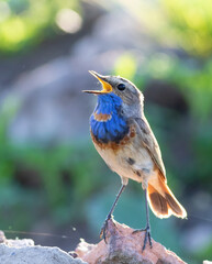 Bluethroat, Luscinia svecica. The male sings while sitting on the rocks