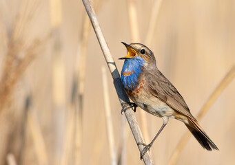 Bluethroat, Luscinia svecica. A male bird sings while perched on a reed stalk on a riverbank