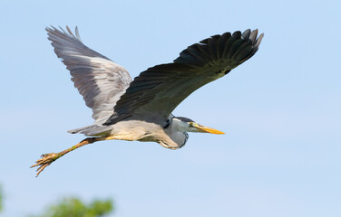 Fototapeta na wymiar Grey heron, Ardea cinerea. A bird flies against a blue sky