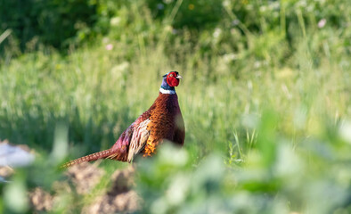 Phasianus colchicus. Ring-necked Pheasant. A male bird walks through an overgrown meadow