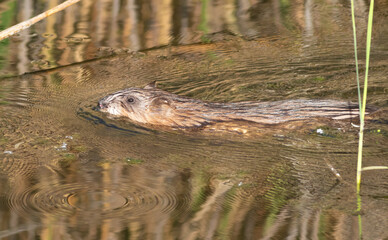 Ondatra zibethicus, muskrat. An animal floating down the river