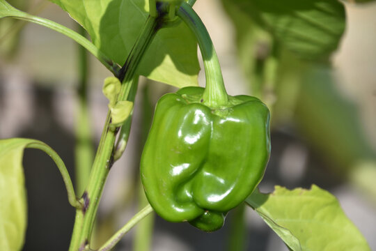 Ripe Green Bell Pepper on a Pepper Plant
