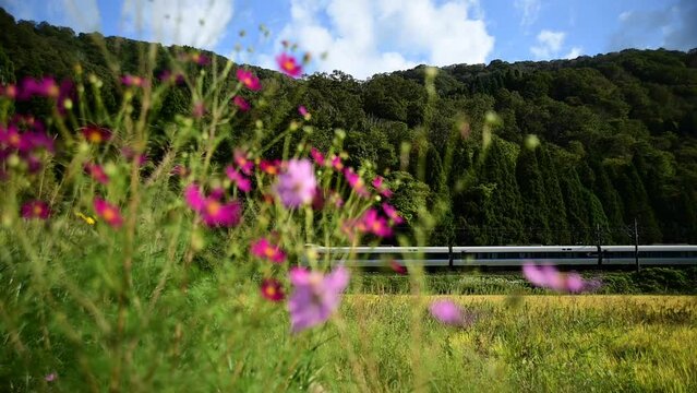 北陸新幹線敦賀延伸前の北陸本線を走る特急サンダーバード （北陸本線 南今庄 - 今庄, 2023年10月）
