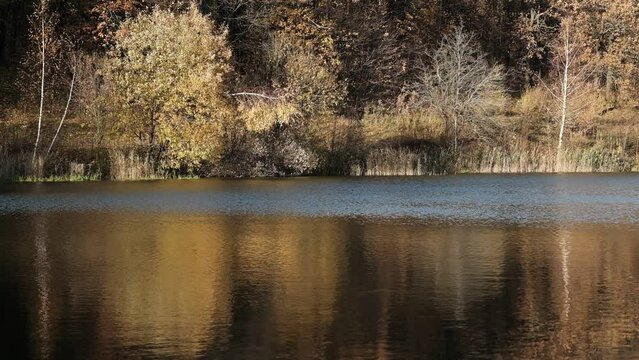 Reflection in the lake of the autumn forest and jumping fish