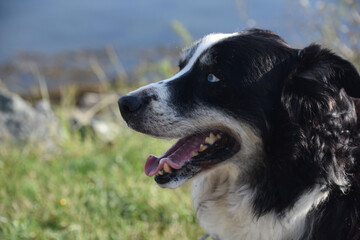 Side Profile of an Australian Shepherd Dog