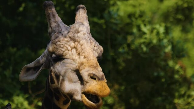 Close up of a giraffes head chewing on a windy day.