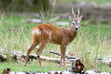 Chevreuil - Capreolus capreolus