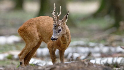 Chevreuil - Capreolus capreolus