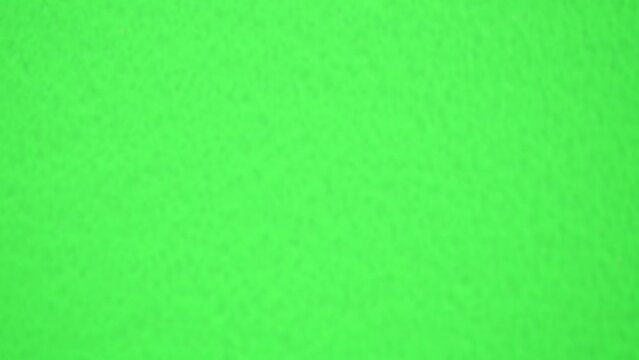 通過するハエトリグモのアップ