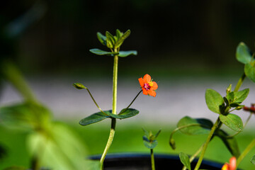 Scarlet Pimpernel Flowers in bloom in springtime