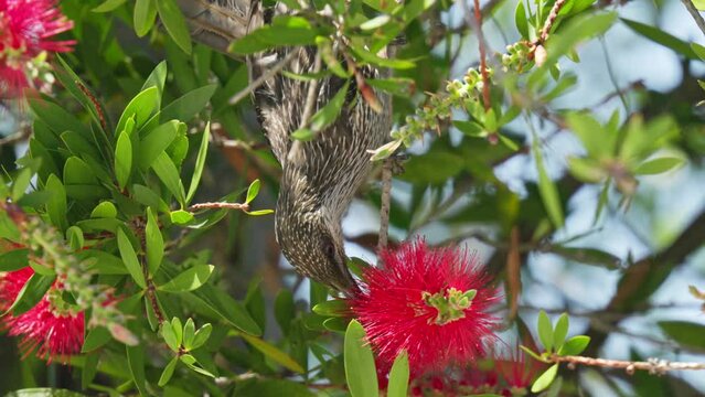 Little wattlebird feeding on bottle brush flower nectar