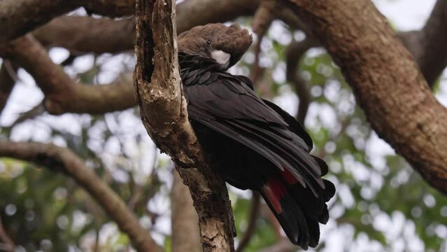 Male glossy black cockatoo parrot preening its feathers in slow motion