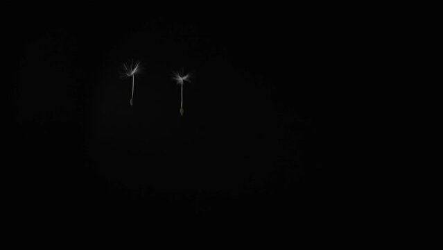 Beautiful texture of blowing fluff off a dandelion for using in composition,  on black background isolated. Hair  loss, alopecia concept. Slow motion 200 fps