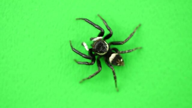 ハエトリグモ2カット