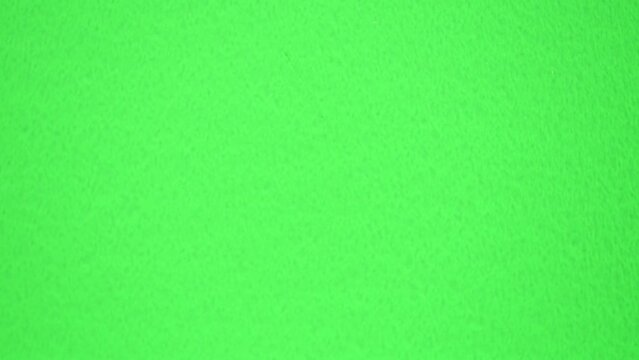 下へ行くハエトリグモ