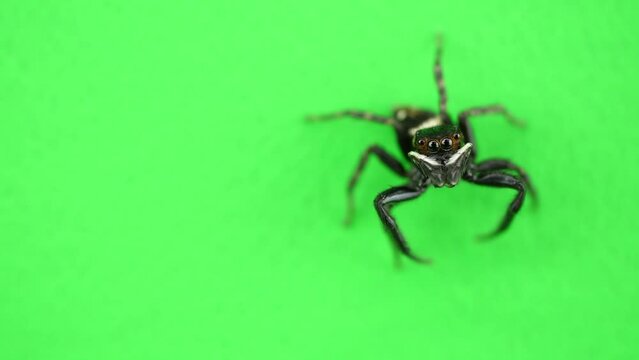 カメラのほうを見るクモ