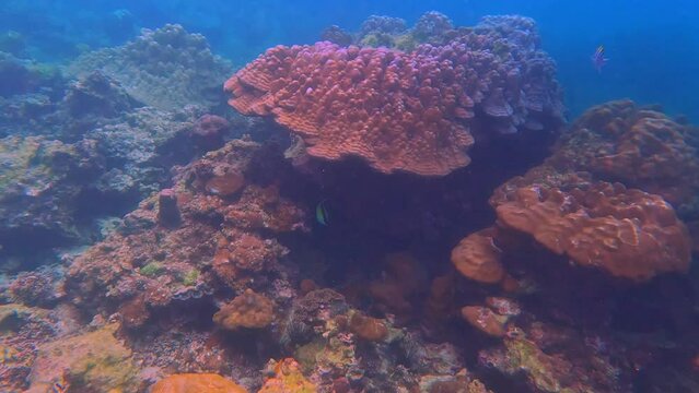 Snorkling snorkel in Phi Phi Island Corel reef teaming with reef fish of various colours. Phuket Thailand teaming with reef fish of various colours. vibrant and colourful Corel reef