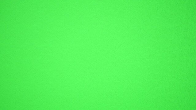 通り過ぎるハエトリグモ