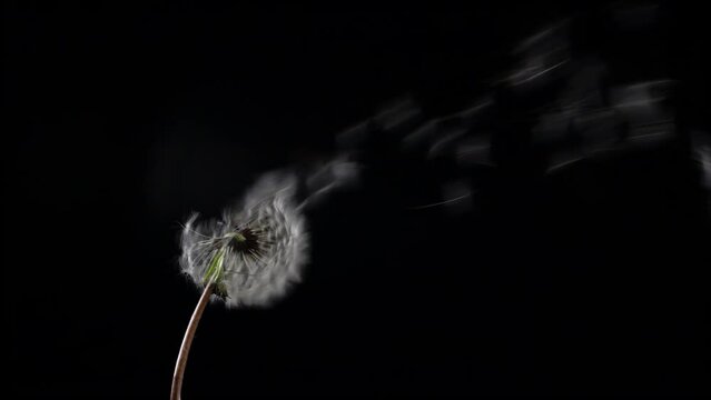 Beautiful texture of blowing fluff off a dandelion for using in composition,  on black background isolated. Hair  loss, alopecia concept. Slow motion 200 fps